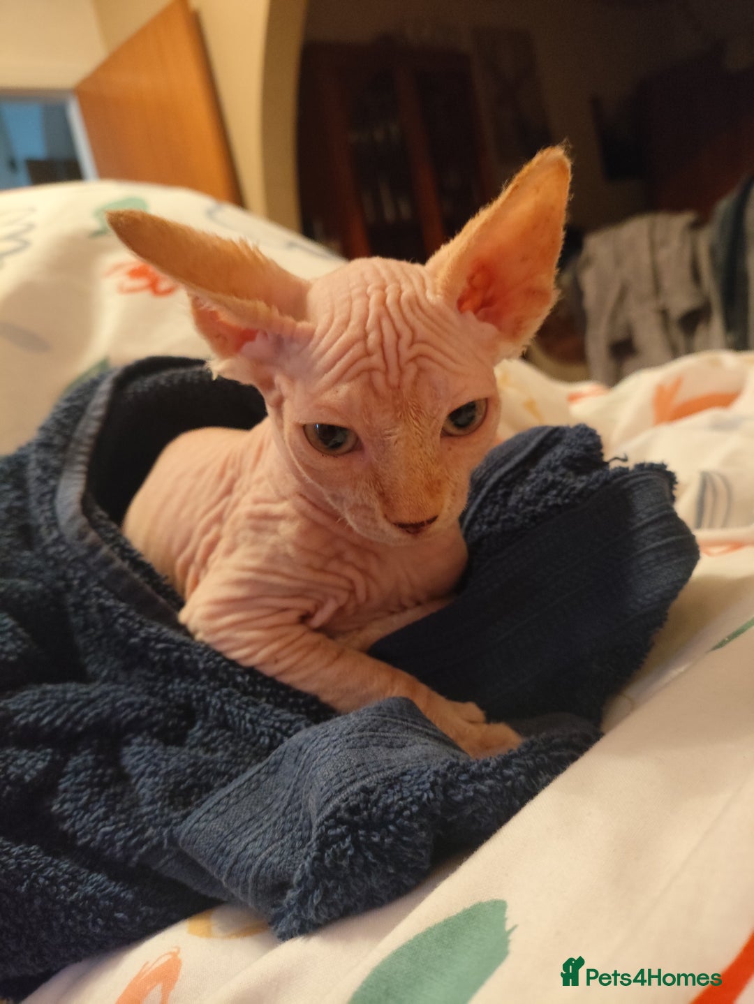 Sphynx cats for sale: Sphinx kitten for sale - Image 1