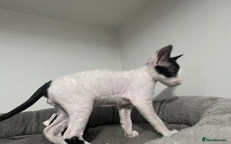 Cornish Rex cats for sale: Cornish Rex - Advert 4