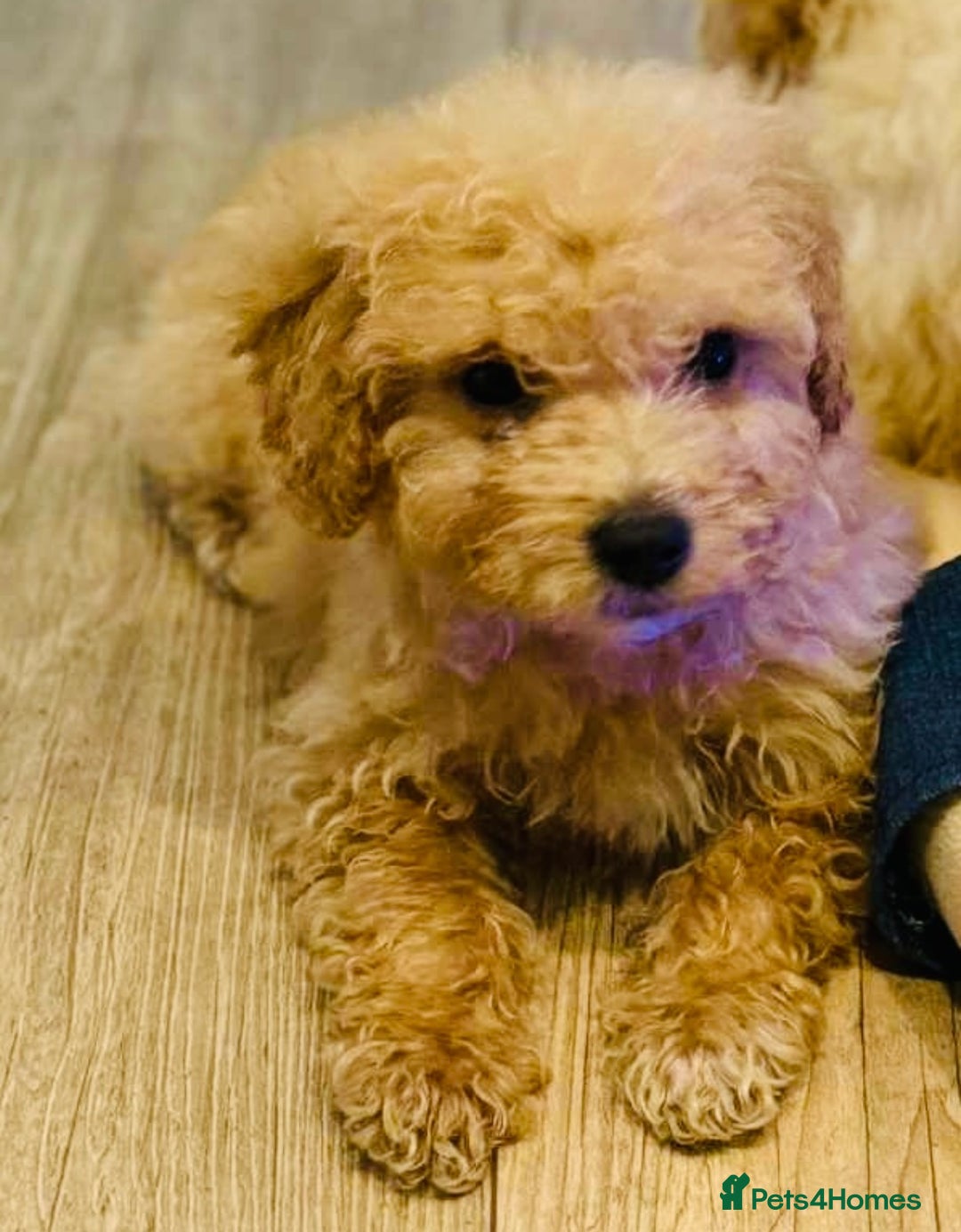 Maltipoo dogs for sale: Maitlpoo  - Advert 7