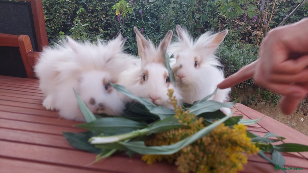 Mixed Breed rabbits for sale: Very pretty soft fluffy bunnies - Image 8