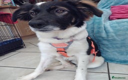 Mixed Breed dogs for adoption: Tilda  - Image 1
