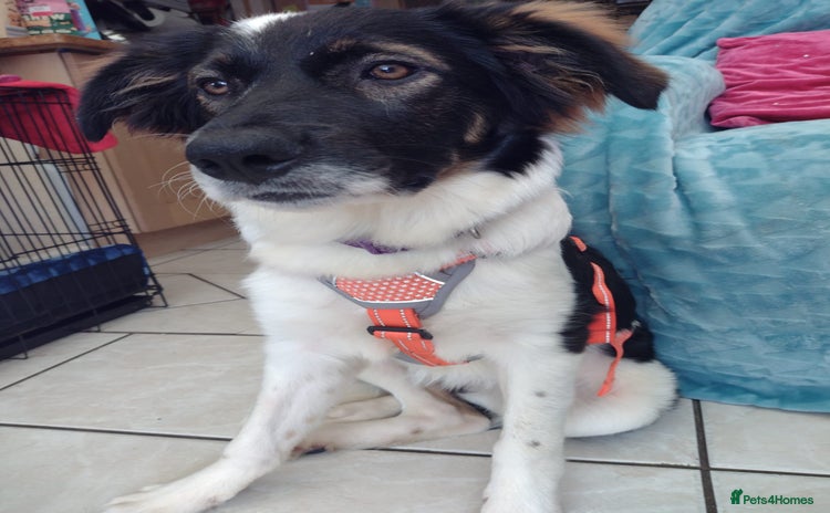 Mixed Breed dogs - Advert 1