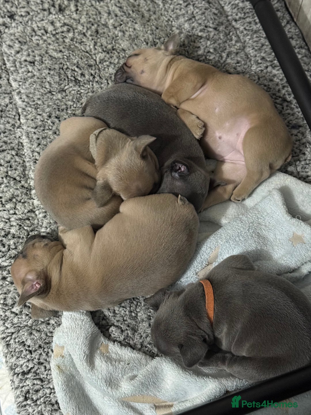 French Bulldog dogs for sale: French Bulldog Pups - Blue & New Shade Isabella 🐾 - Advert 7