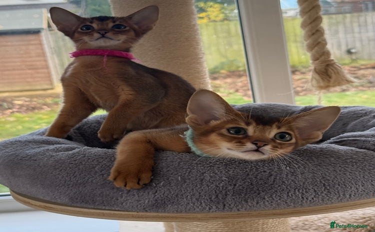 Abyssinian cats - Advert 2