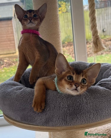 Abyssinian cats - Advert 2