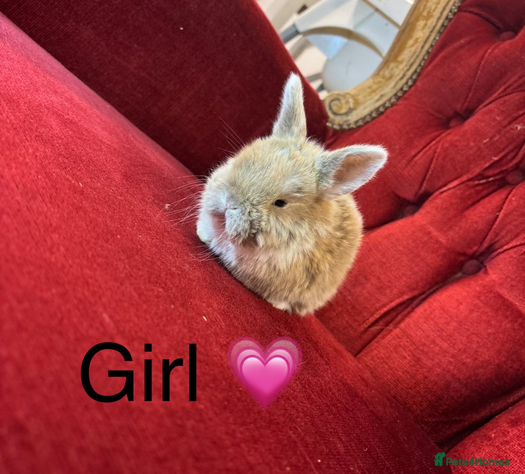 Mini Lop rabbits for sale: Full bred Mini lop babies  - Advert 3