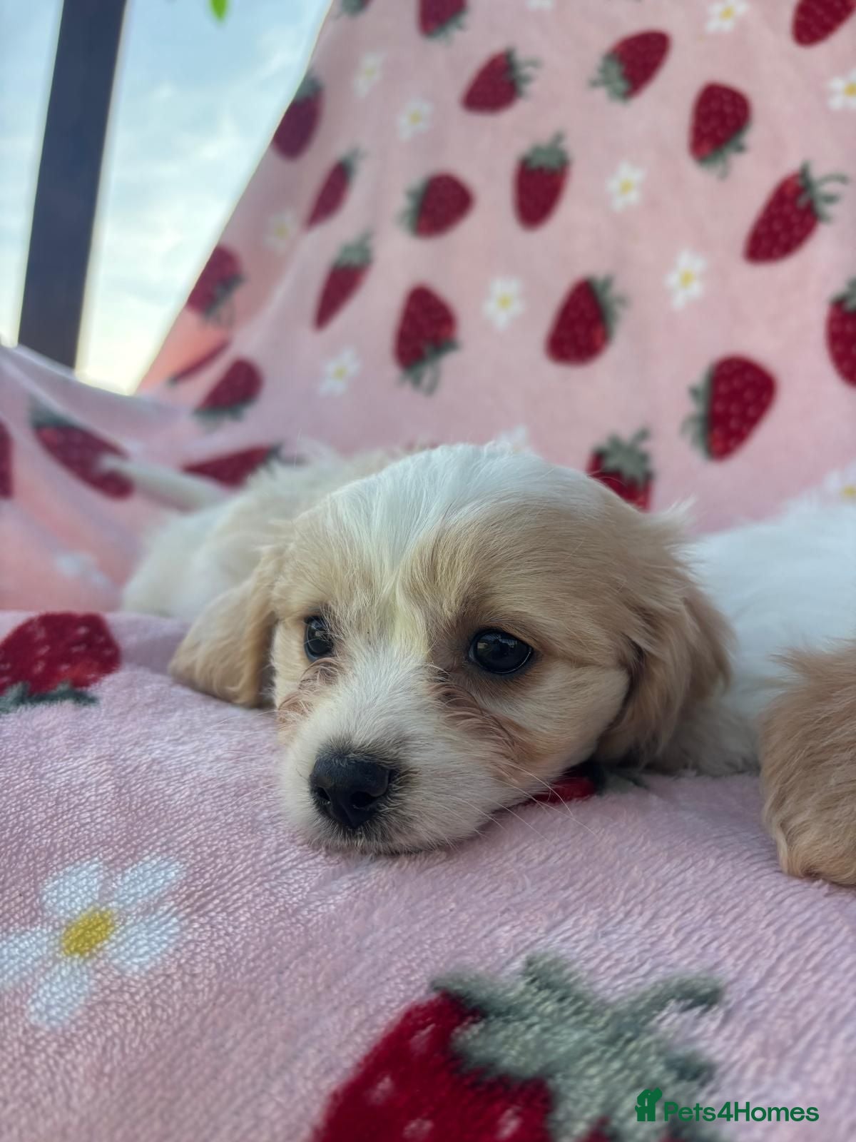 Cavapoo dogs Cavapoo puppies - Advert 1