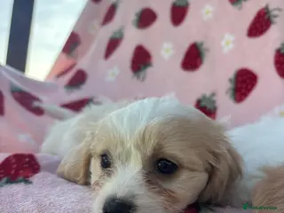 Cavapoo dogs Cavapoo puppies - Advert 4