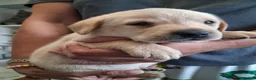 Labrador Retriever dogs for sale: Fox red Labrador puppies  in Crieff - Advert 4