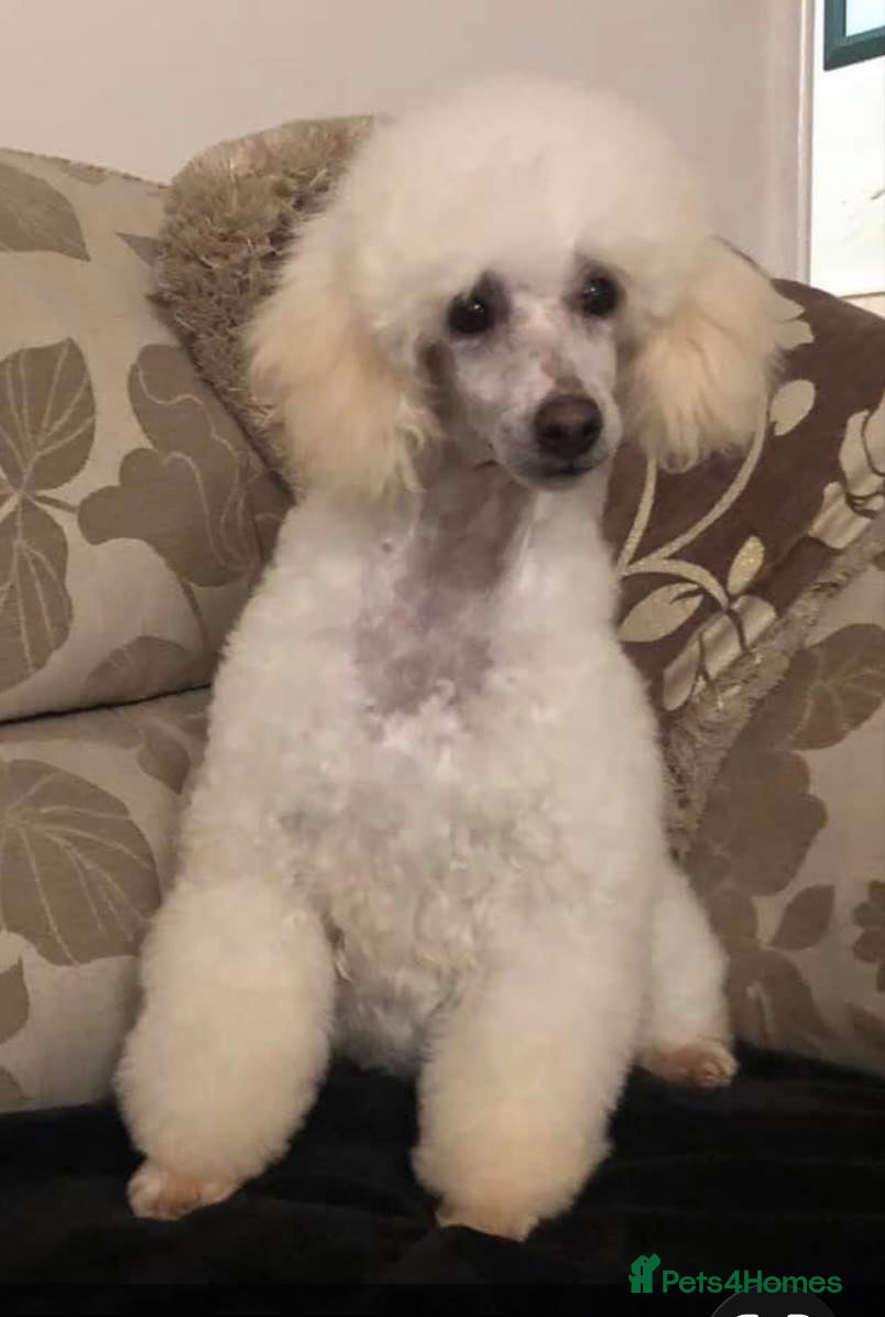 Miniature Poodle dogs Flossie -Kc Reg Miniature Poodle Girl - Advert 3