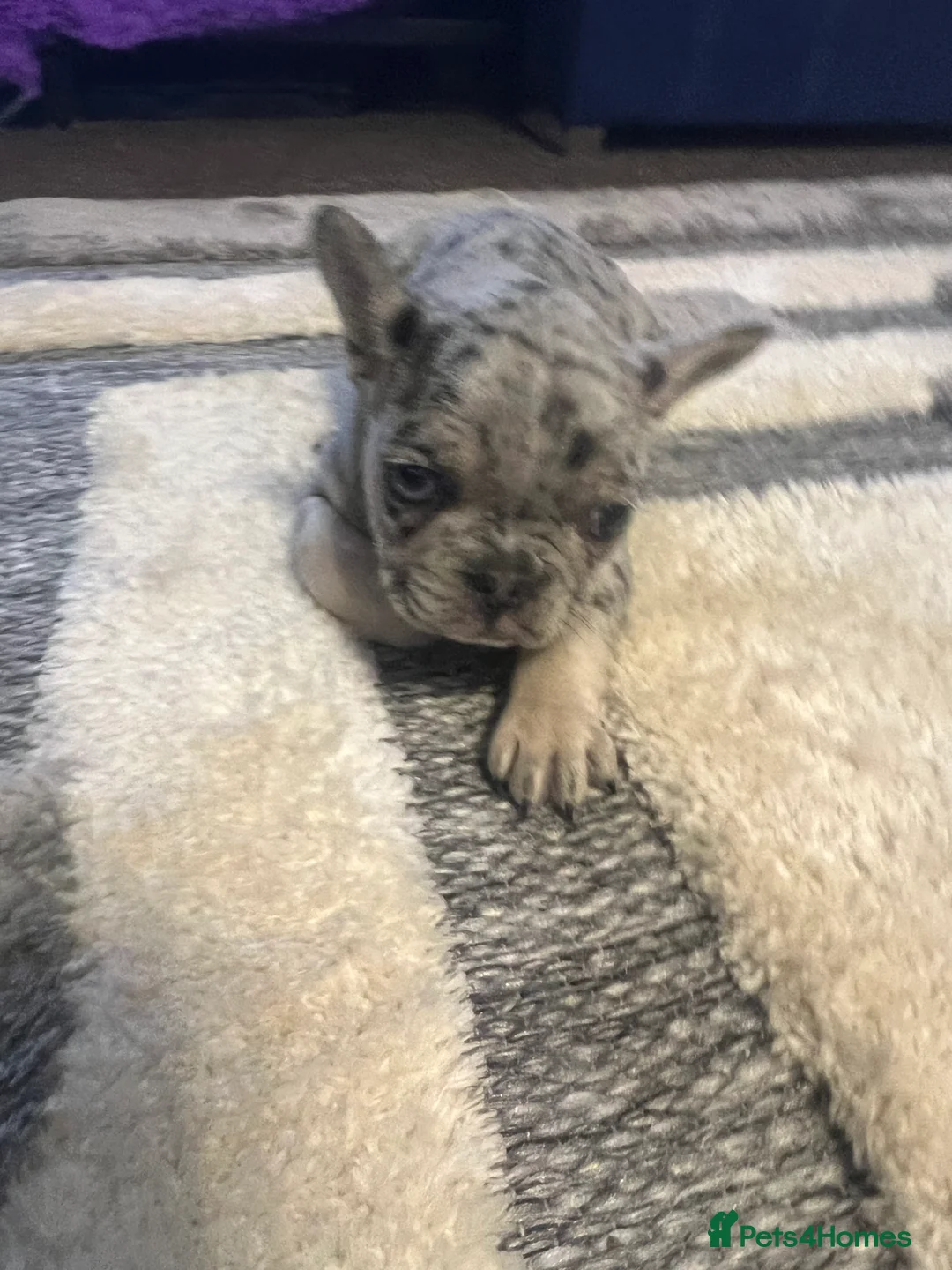 French Bulldog dogs for sale: French bulldog  - Advert 2