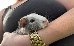 Guinea Pig rodents for sale: Baby Guinea Pigs ready now - Image 2