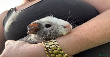 Guinea Pig rodents - Advert 6