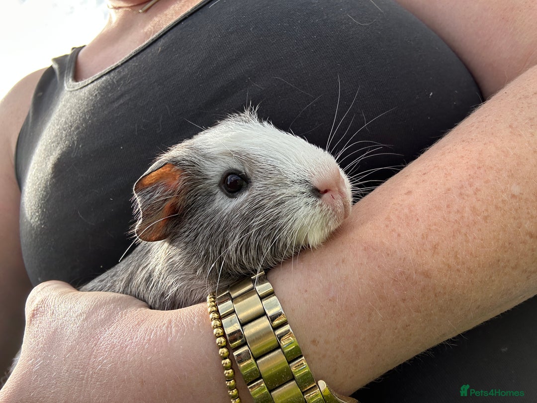 Guinea Pig rodents for sale: Baby Guinea Pigs ready now - Image 2