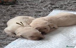 Labrador Retriever dogs for sale: Labrador pups - Image 28