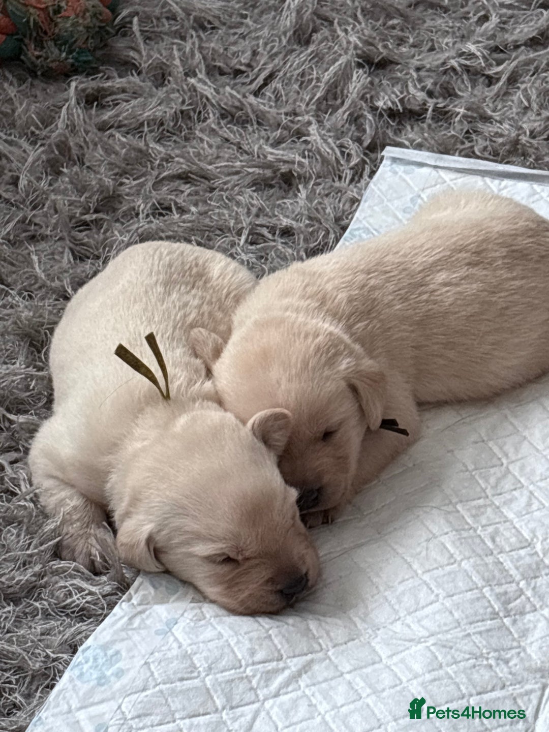 Labrador Retriever dogs for sale: Labrador pups - Image 28