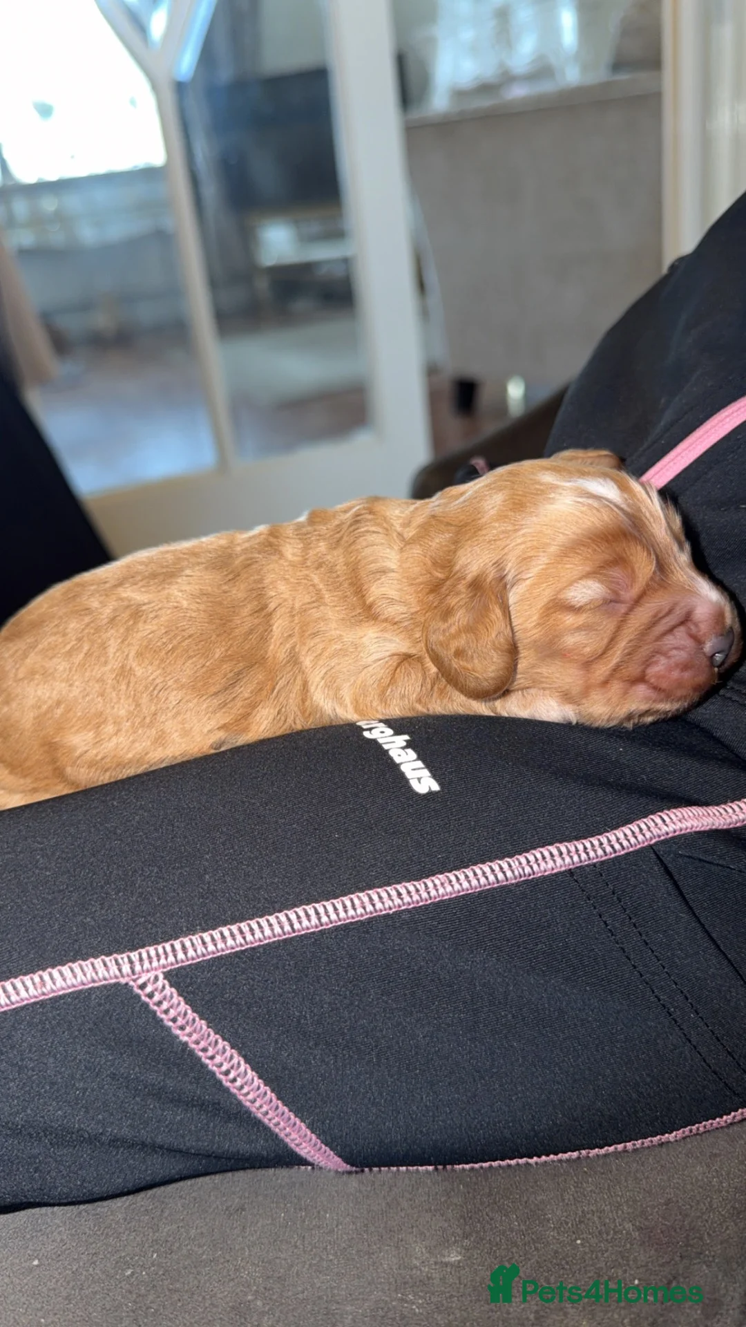Cockapoo dogs for sale:  Beautiful Male Cockerpoo in Bishop Auckland - Advert 1