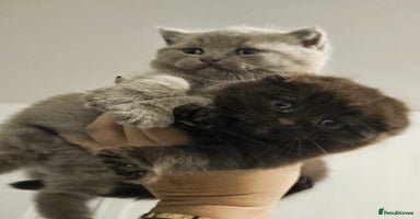 Scottish Fold cats - Advert 9