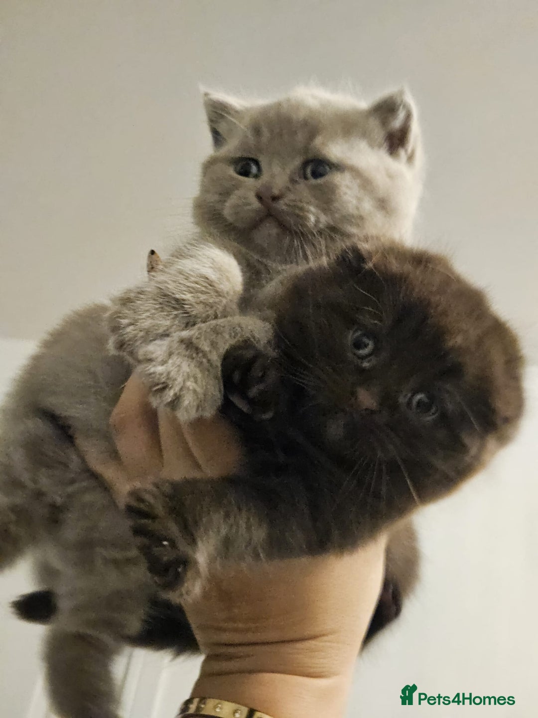 Scottish Fold cats for sale: SF 2 males available  - Image 3