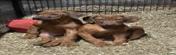 Rhodesian Ridgeback dogs for stud: Beautiful Rhodesian Ridgeback to Stud  in Lightwater - Advert 31