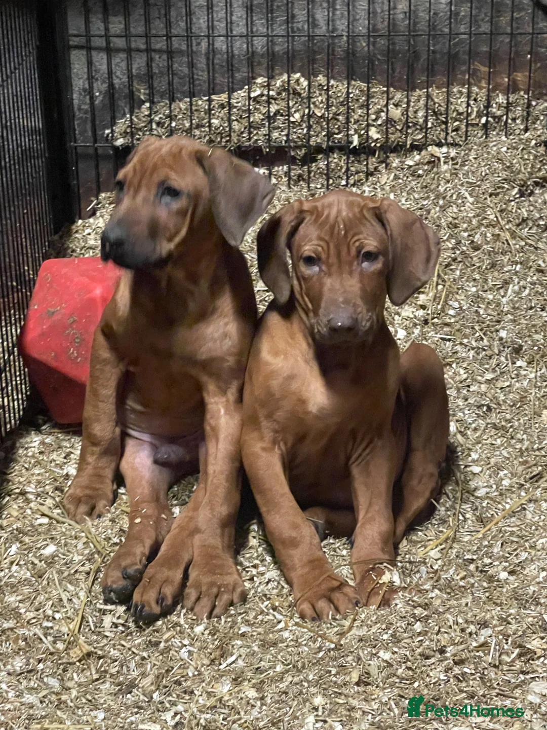 Rhodesian Ridgeback dogs for stud: Beautiful Rhodesian Ridgeback to Stud  in Lightwater - Advert 31