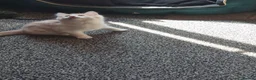Domestic Shorthair cats for sale: Kittens  - Advert 6