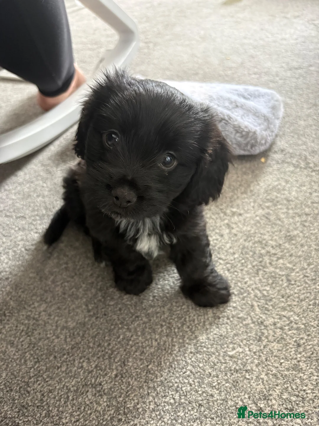 Shihpoo dogs for sale: Shihpoo puppy in Nottingham - Advert 5