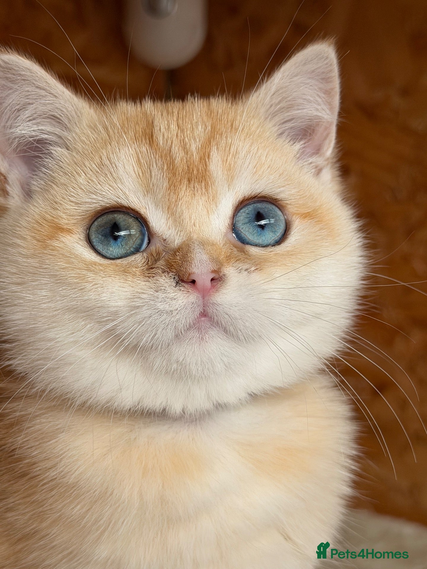 British Shorthair cats British shorthair golden odd eyed kittens  - Advert 18
