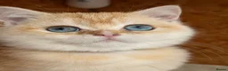 British Shorthair cats for sale: British shorthair golden odd eyed kittens  - Advert 4