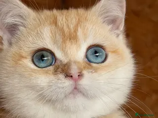 British Shorthair cats British shorthair golden odd eyed kittens - Advert 5