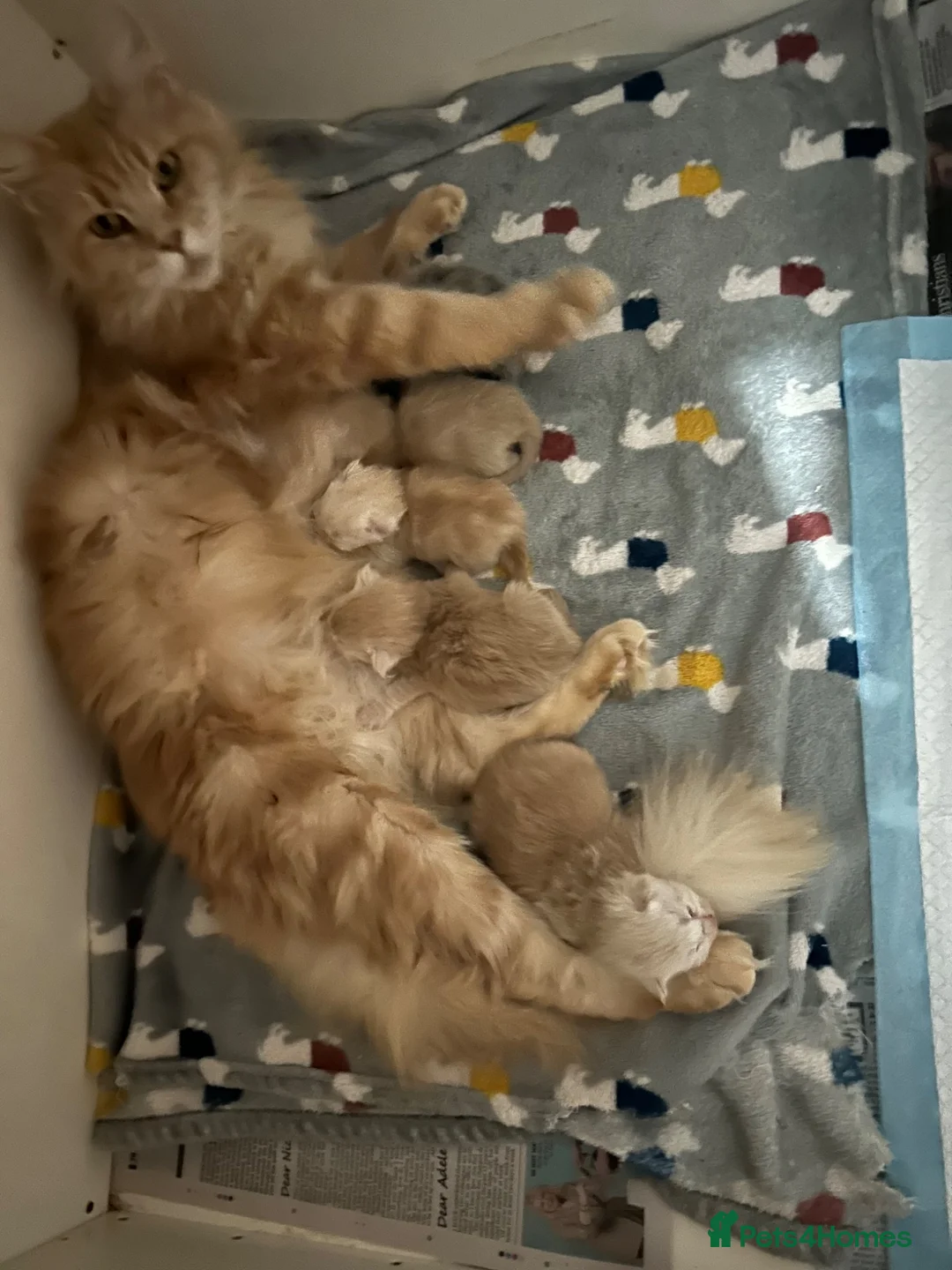 Maine Coon cats for sale: Stunning Maine Coon babies - Advert 1