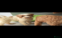 Labradoodle dogs for sale: Fully health tested Multigen puppies - Image 7