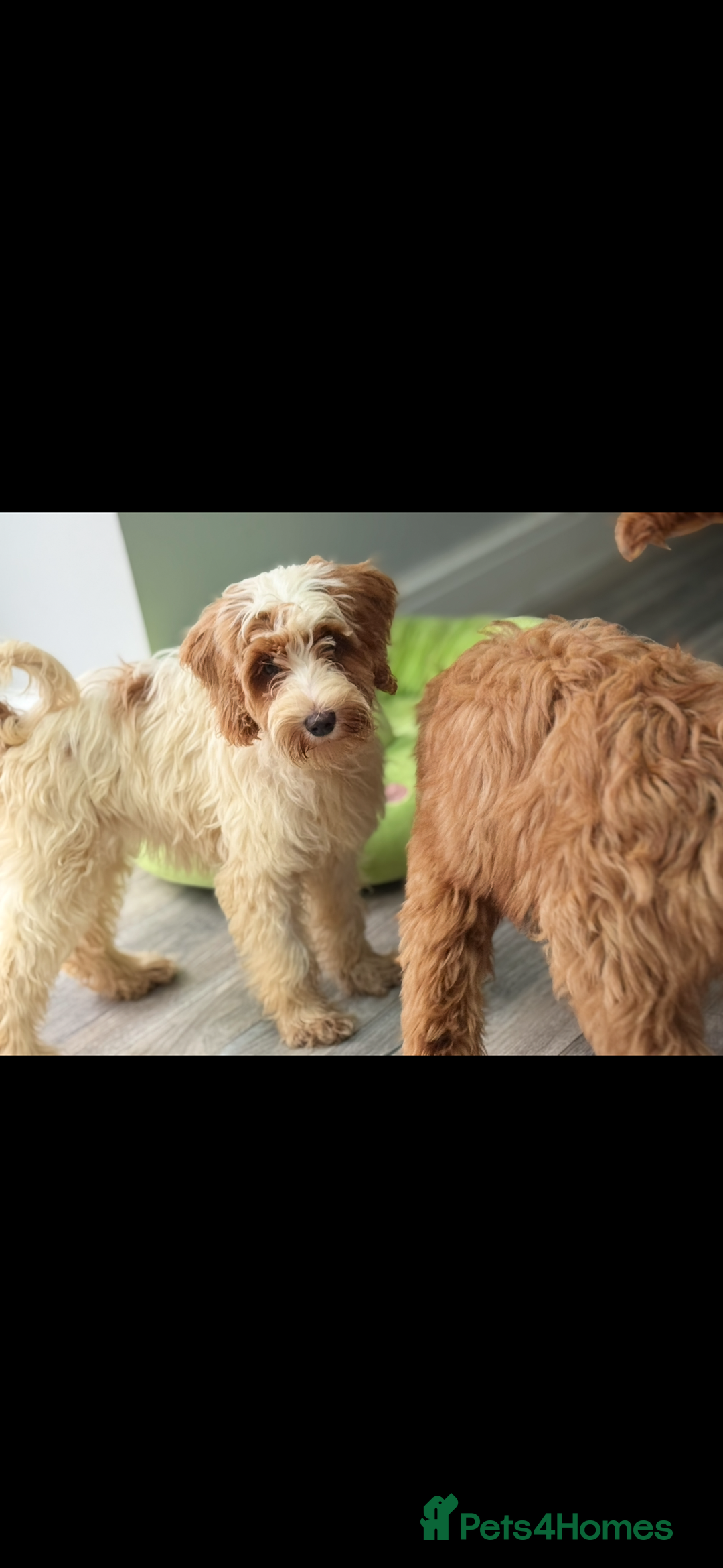 Labradoodle dogs for sale: Fully health tested Multigen puppies - Image 7