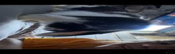 Mini Lop rabbits for sale: Dotty and friday in Chester-le-Street - Advert 1