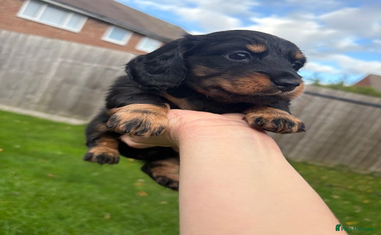 Miniature Dachshund dogs - Advert 15