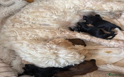 Cockapoo dogs for sale: 8 Gorgeous Cockapoo puppies  - Image 8