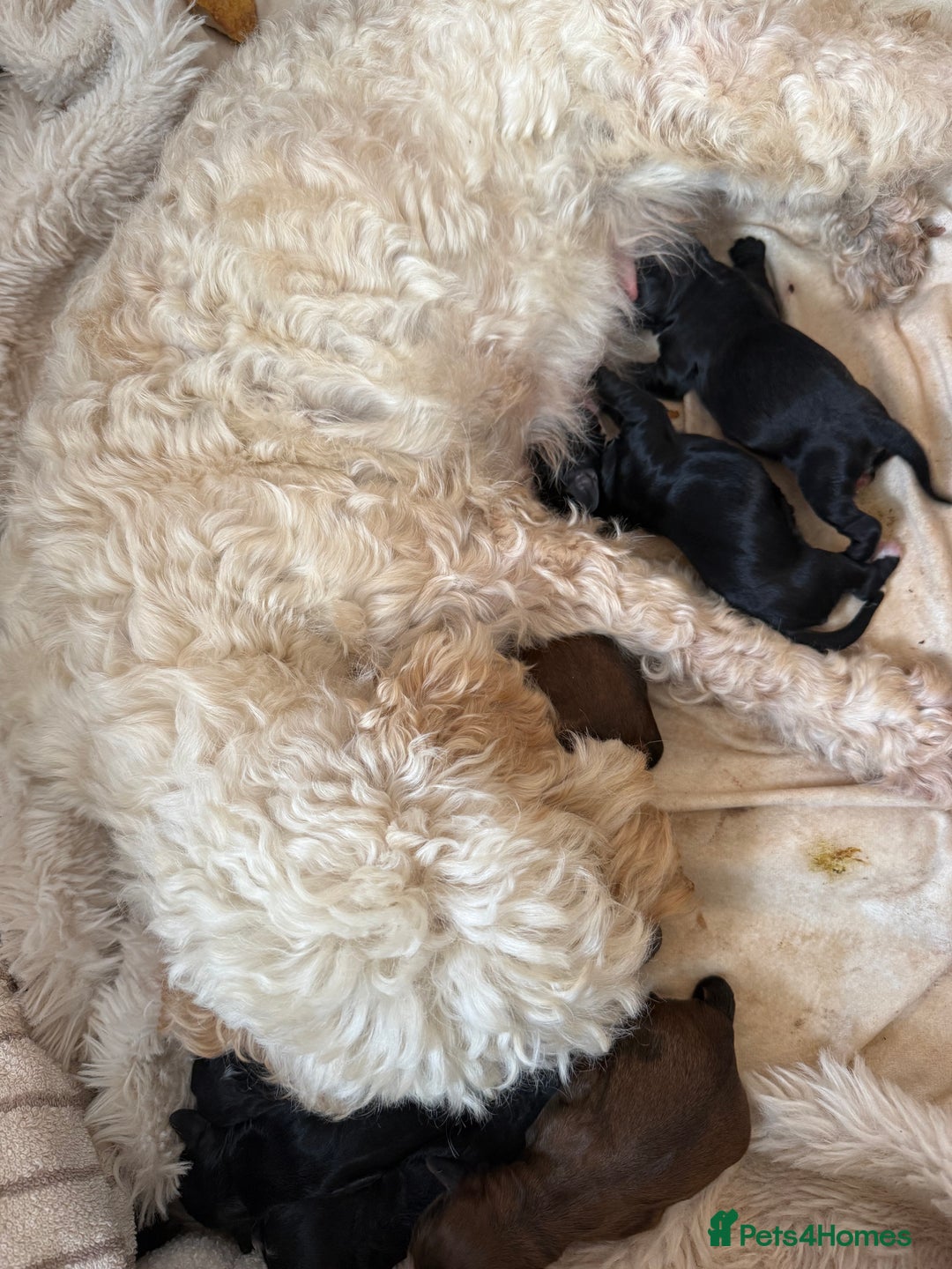 Cockapoo dogs for sale: 8 Gorgeous Cockapoo puppies  - Image 8