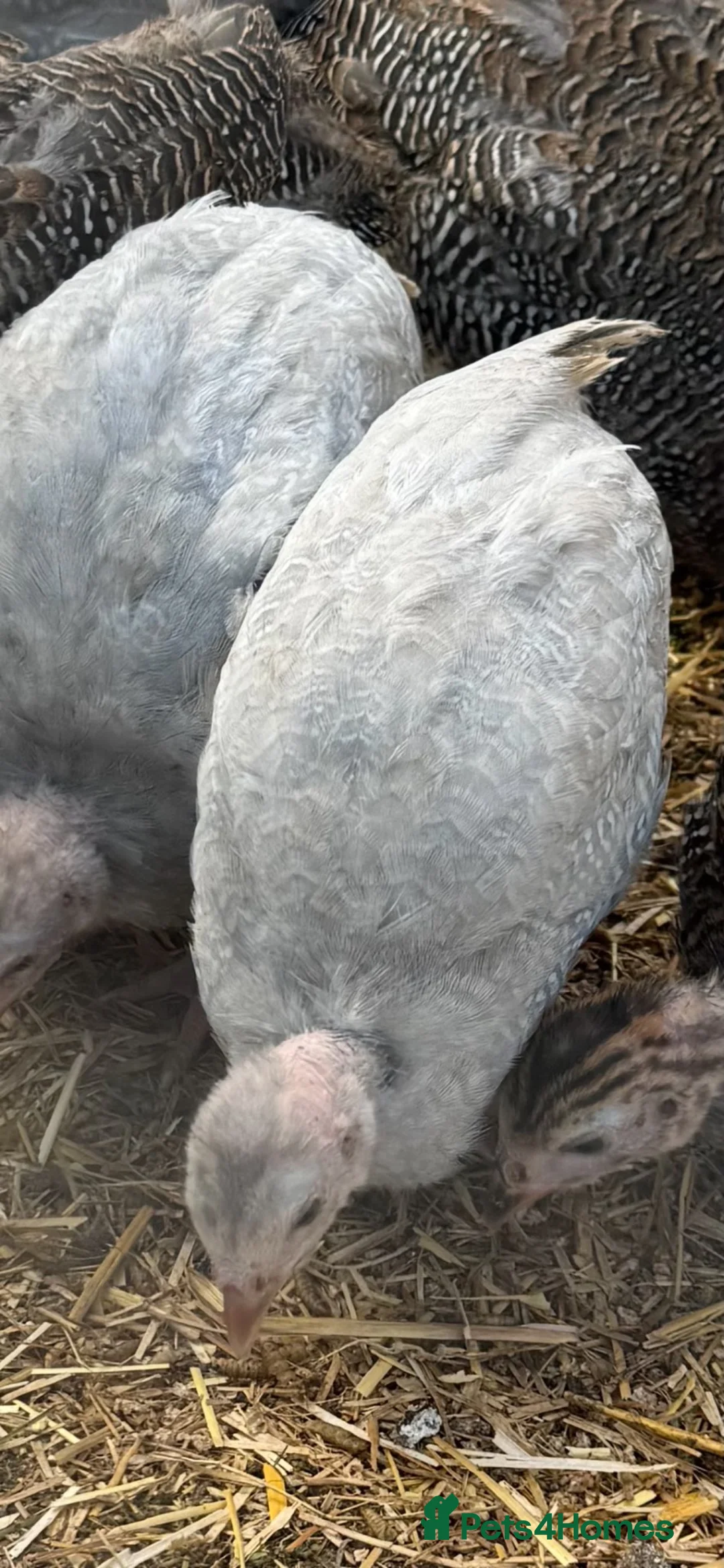 Guinea Fowl poultry for sale: Young Guinea Fowl - Advert 4