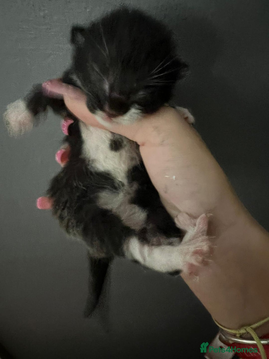 British Shorthair cats for sale: 4 girl kittens ready end of Oct  - Image 5