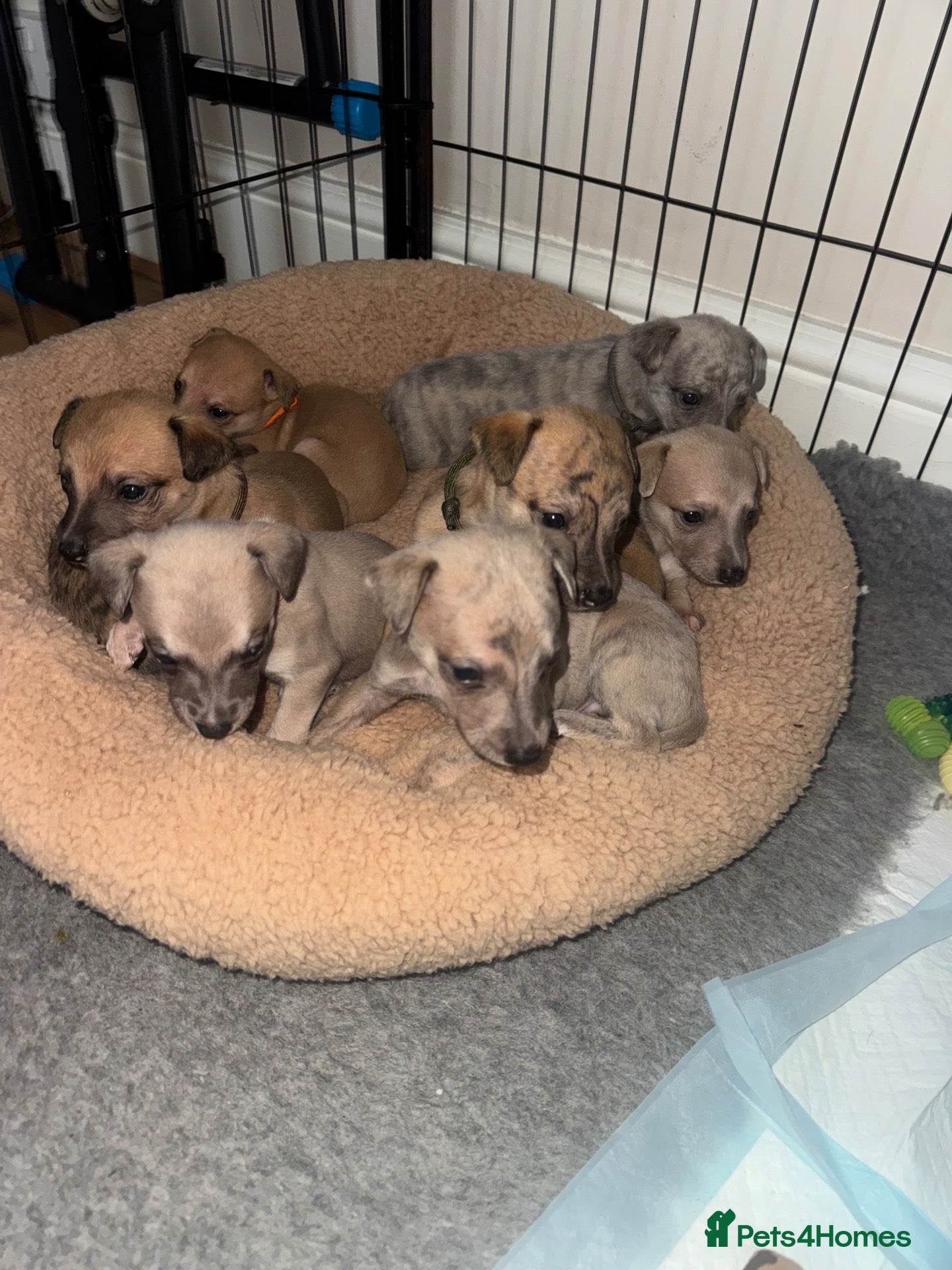 Whippet dogs Exceptional litter of KC registered whippets - Advert 10