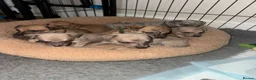 Whippet dogs for sale: Exceptional litter of KC registered whippets - Advert 12