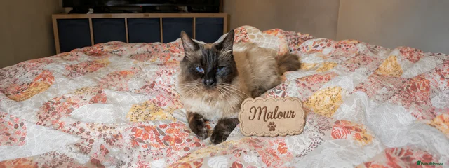 Malour