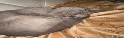 British Shorthair cats for sale: British short hair female - Advert 2