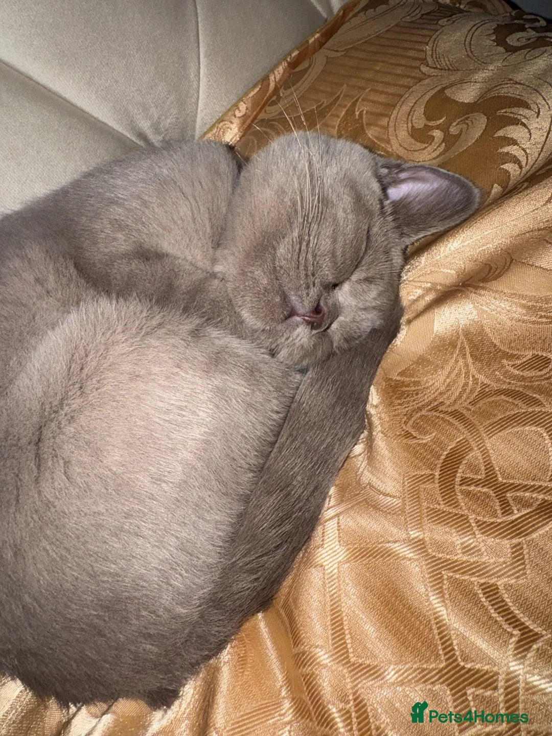 British Shorthair cats for sale: British short hair female - Advert 2