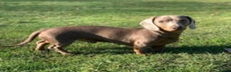 Miniature Dachshund dogs for stud: KC Reg Isabella & tan carrying long hair / pied in Welwyn - Advert 14
