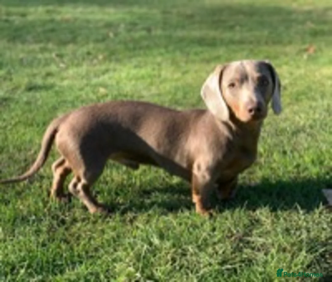 Miniature Dachshund dogs for stud: KC Reg Isabella & tan carrying long hair / pied in Welwyn - Advert 14