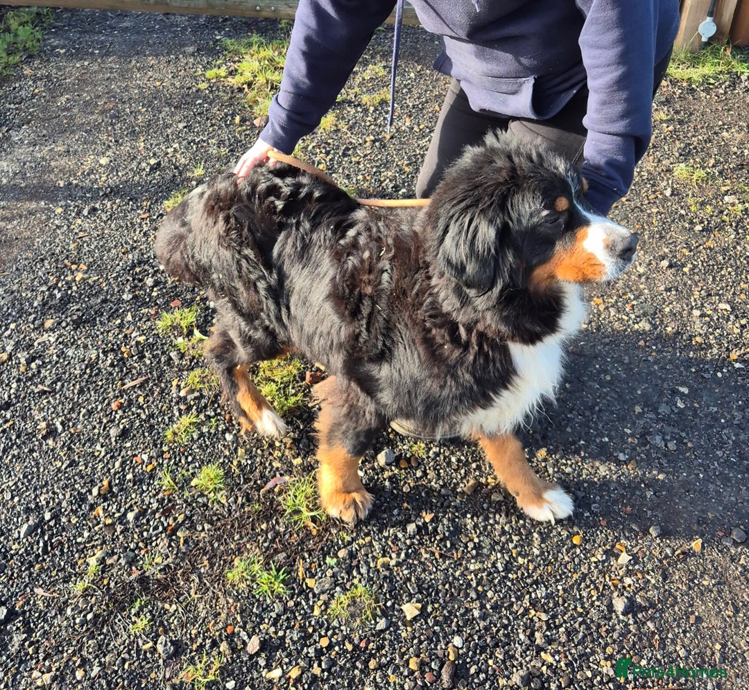 Bernese Mountain Dog dogs for sale: Adult Female Bernese Mountain Dog - Advert 1