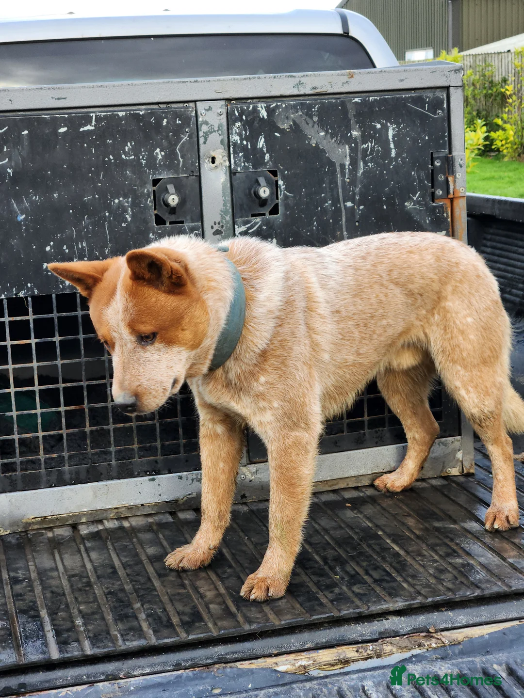 Australian Cattle Dog dogs for stud: Australian cattle dog  - Advert 2