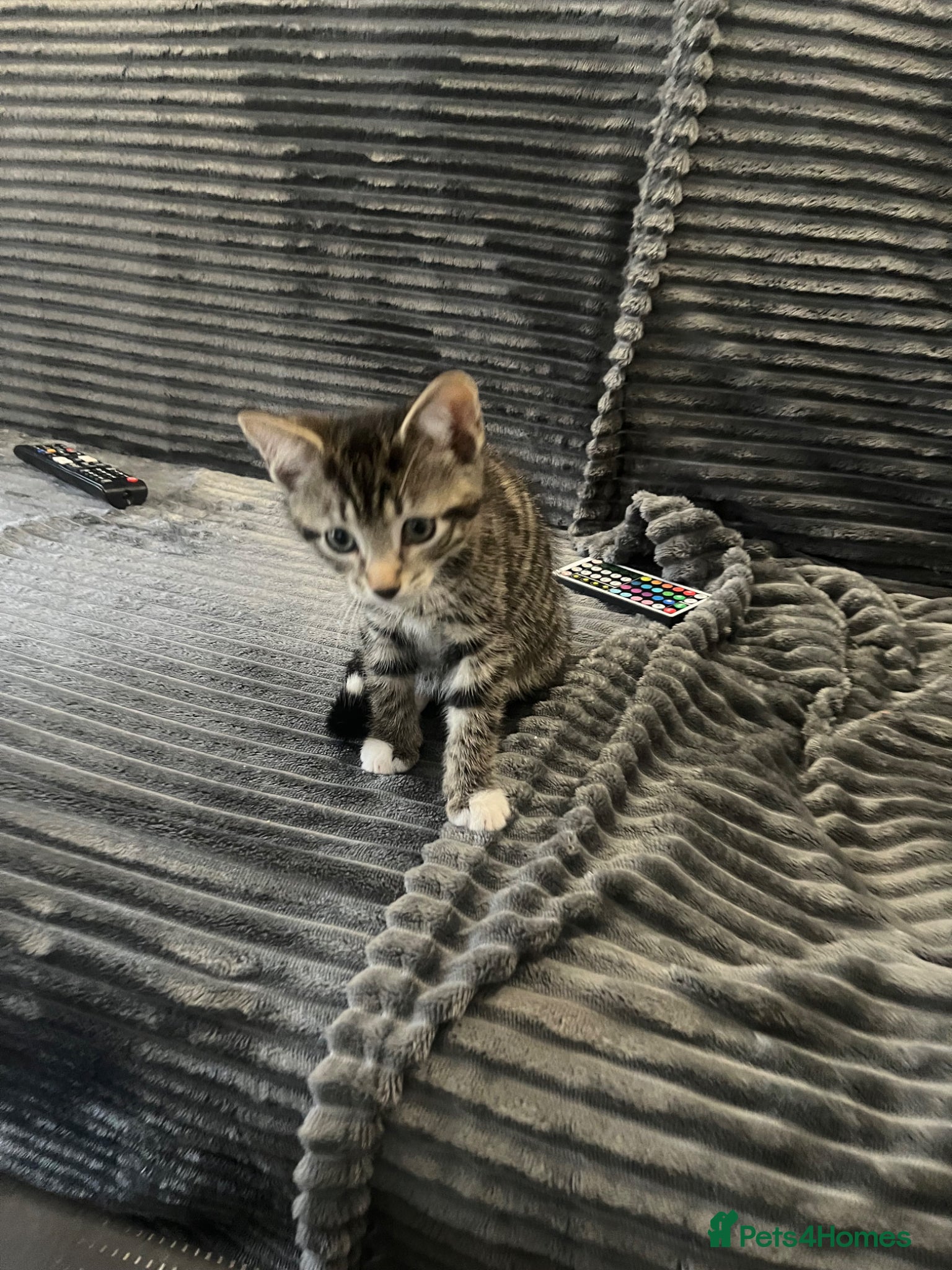 British Shorthair cats for sale: BEAUTIFUL FREE MALE KITTEN - Advert 2