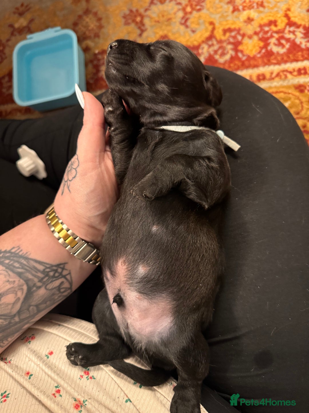 Mixed Breed dogs for sale: Beautiful DoxiPoo puppies  - Image 14
